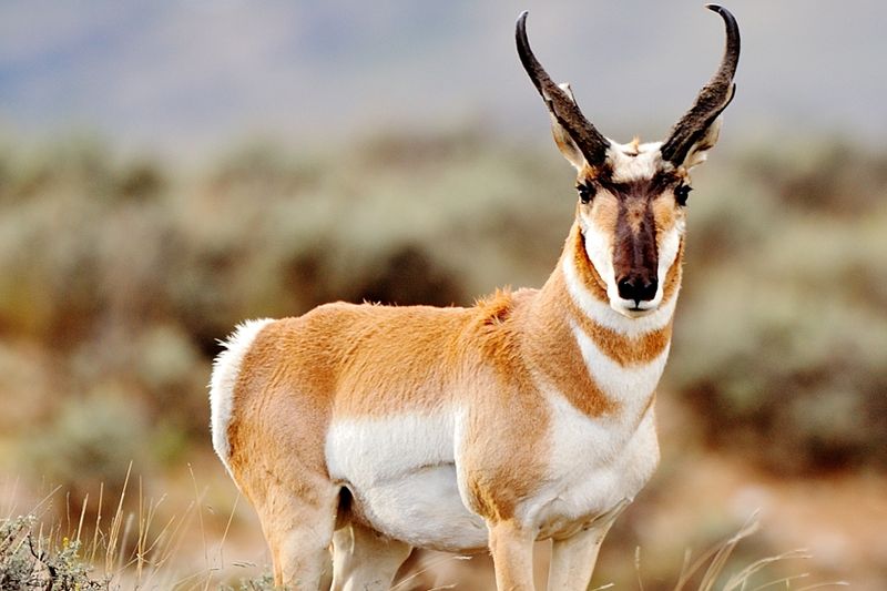 The Pronghorn's Unique Horns