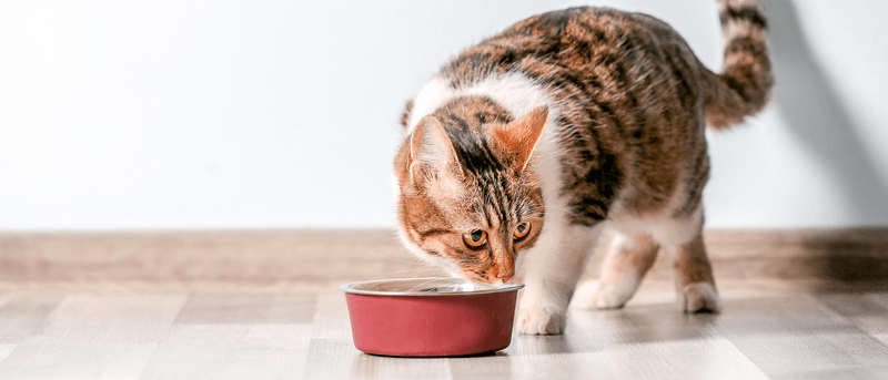 Diet Adjustments For Older Cats