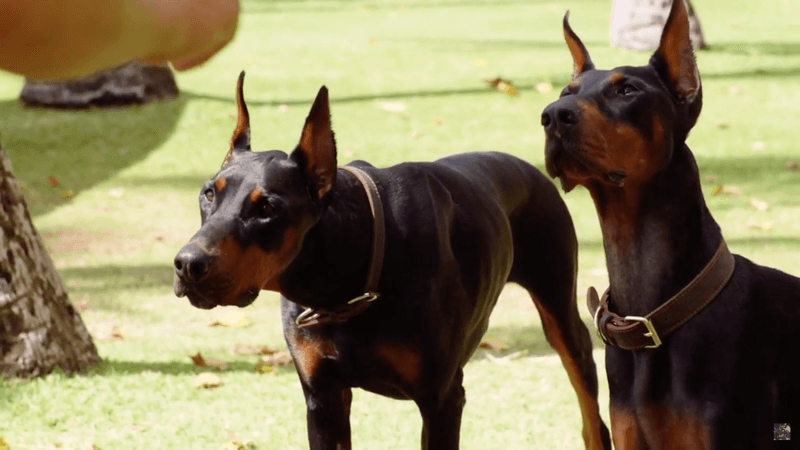 Famous Doberman Stars