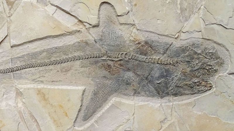 How Sharks Ruled Ancient Oceans