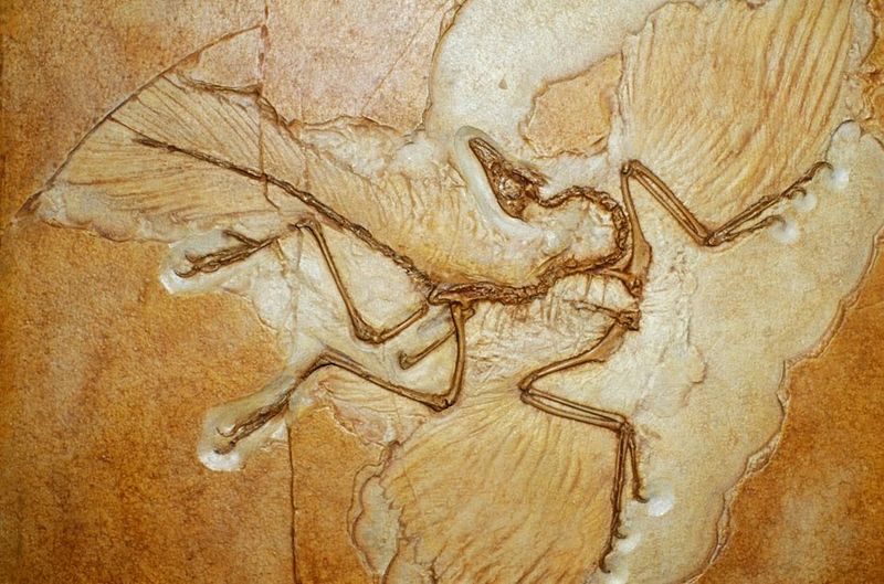 A Fossil In The Family Tree