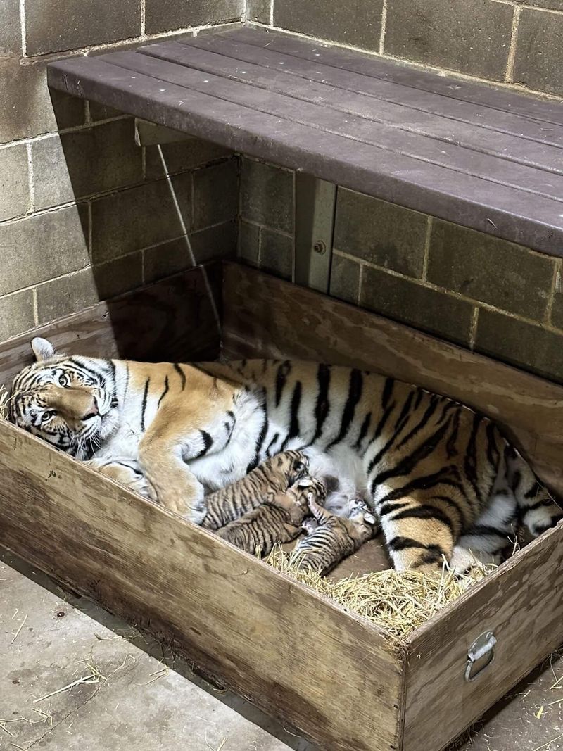Endangered Status: Why Amur Tigers Need Our Protection