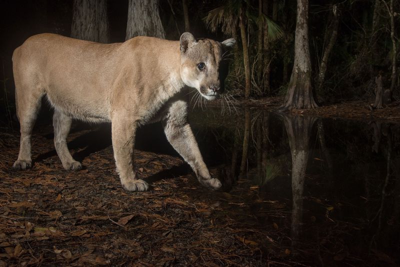 Panther Sightings And Public Perception
