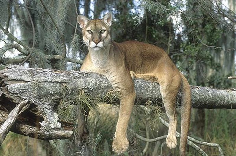 Unique Adaptations Of The Florida Panther