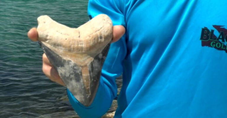 A Long-Lost Relic Of The Deep: Florida Divers Come Across A Prehistoric Shark Jaw