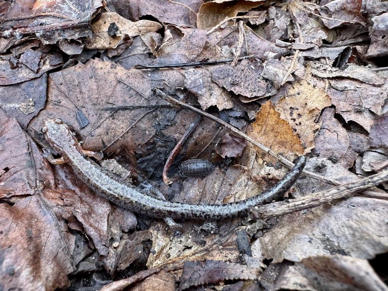 Found In Leaf Litter