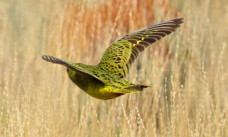 The History Behind The 'Ghost' Bird And Why It Was Thought To Be Extinct
