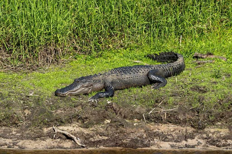Monster Of The Marshes