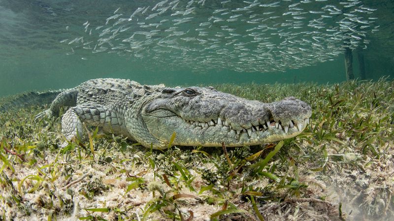 Staggering Size And Weight