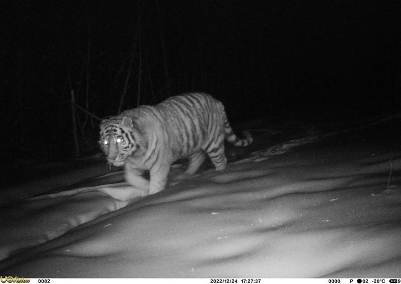 Tigers Have Night Vision Six Times Better Than Humans