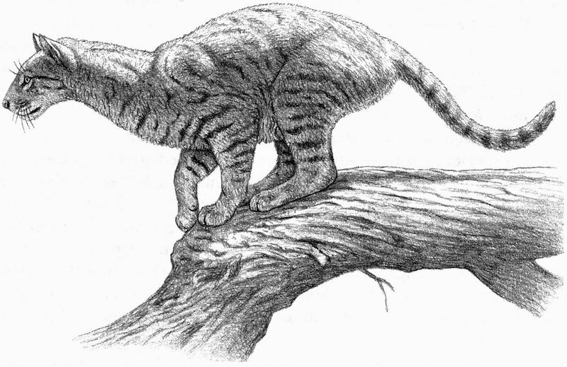 Forest Dweller
