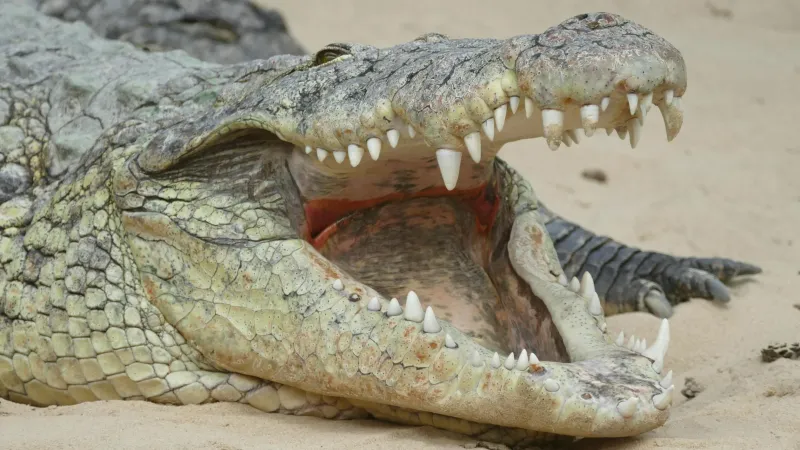 Unmatched Jaw Strength