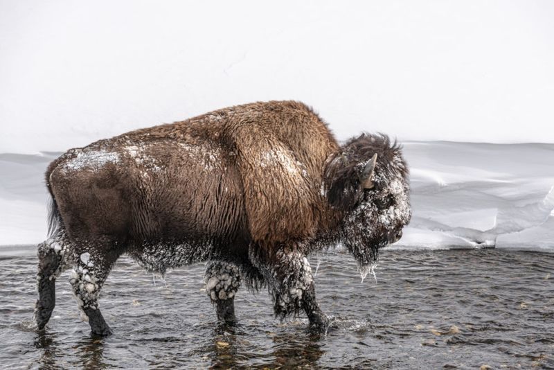 Impeccably Preserved Fur