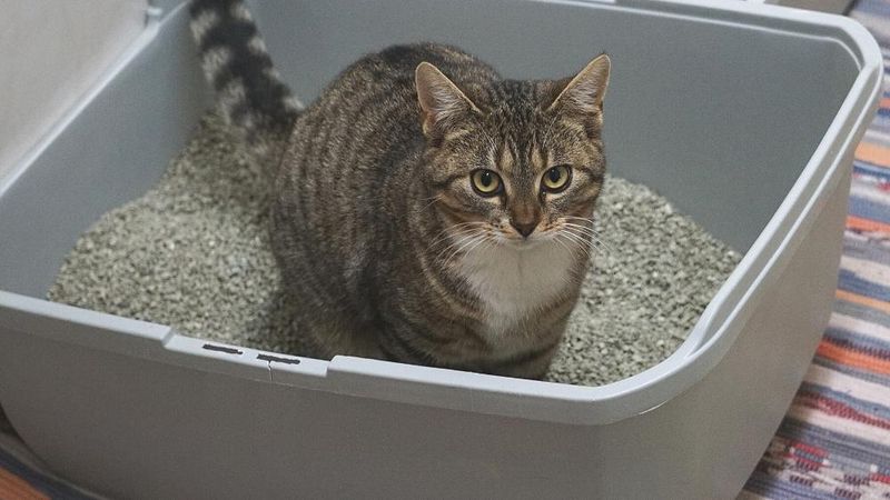 AVOID: Overlooking Litter Box Preferences
