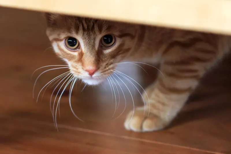 AVOID: Ignoring Hiding Behavior
