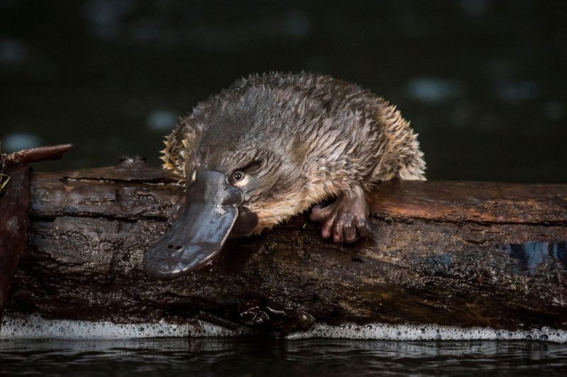 Platypus: Underwater Night Detective