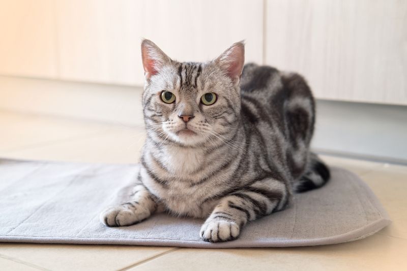 American Shorthair – The Low-Drama Traditionalist