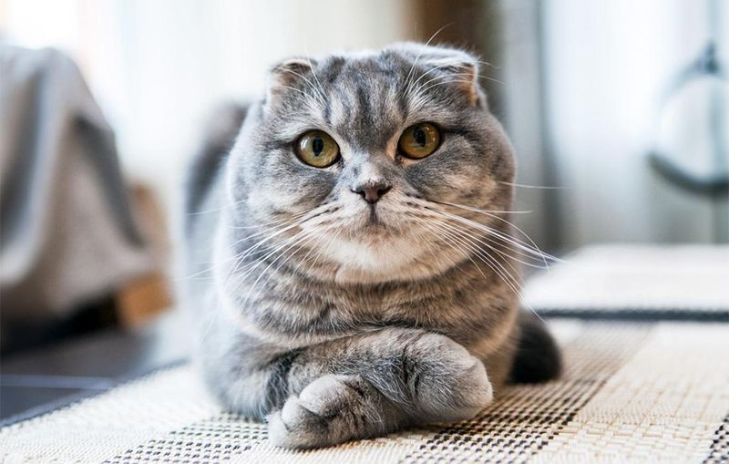Scottish Fold