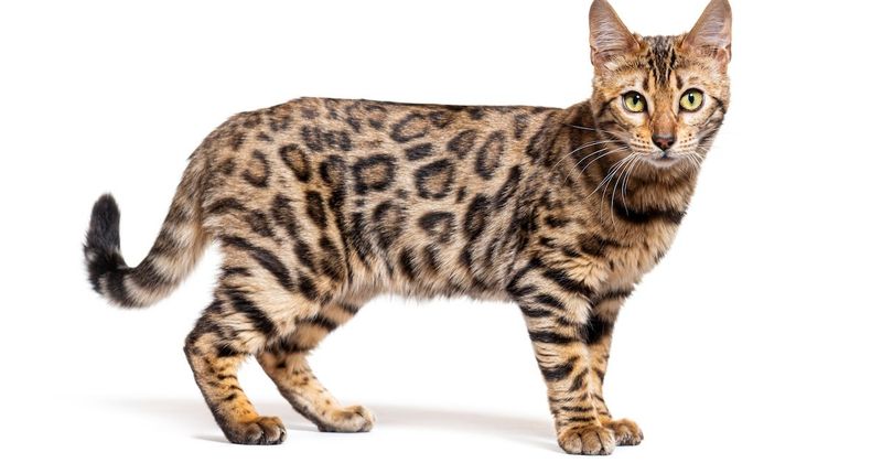 Bengal
