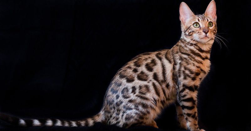 Bengal