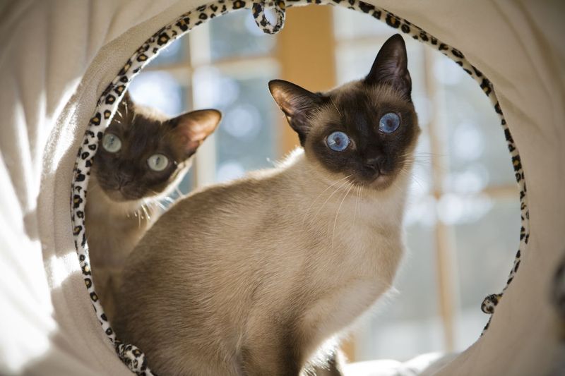 Tonkinese Tail-Followers