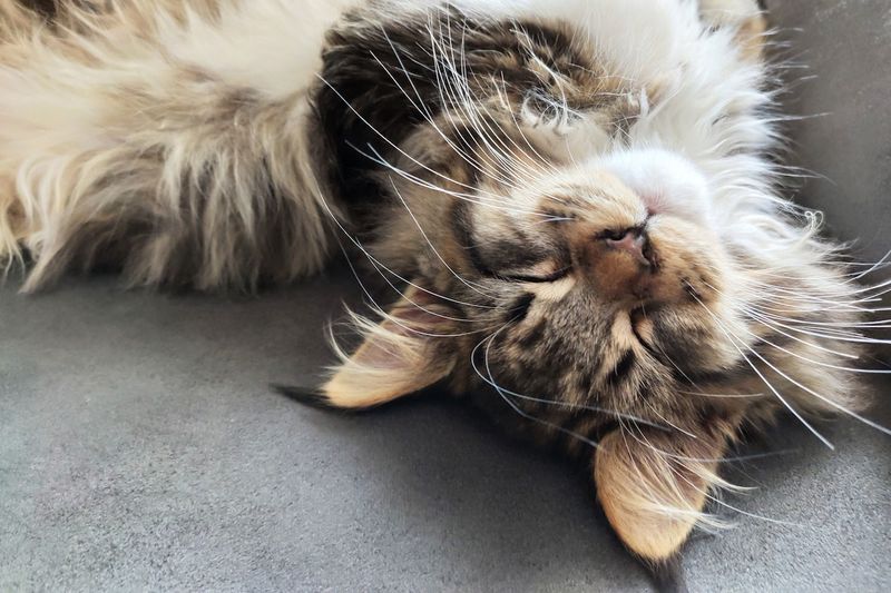 Maine Coon Road Trippers
