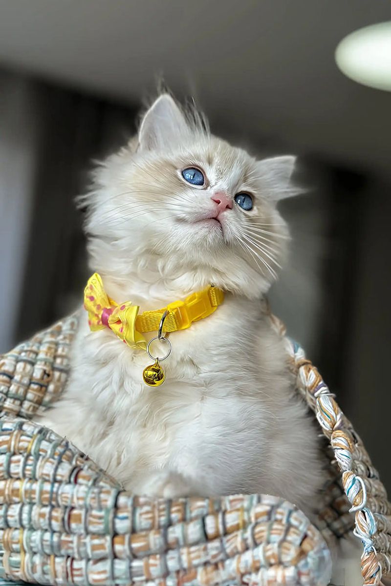 Ragdoll: Floppy Travelers