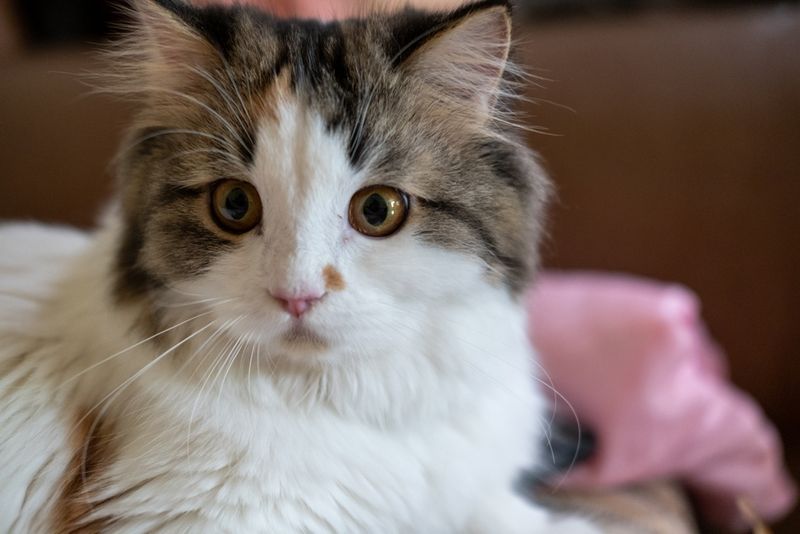 Scottish Fold Maine Coon Mix