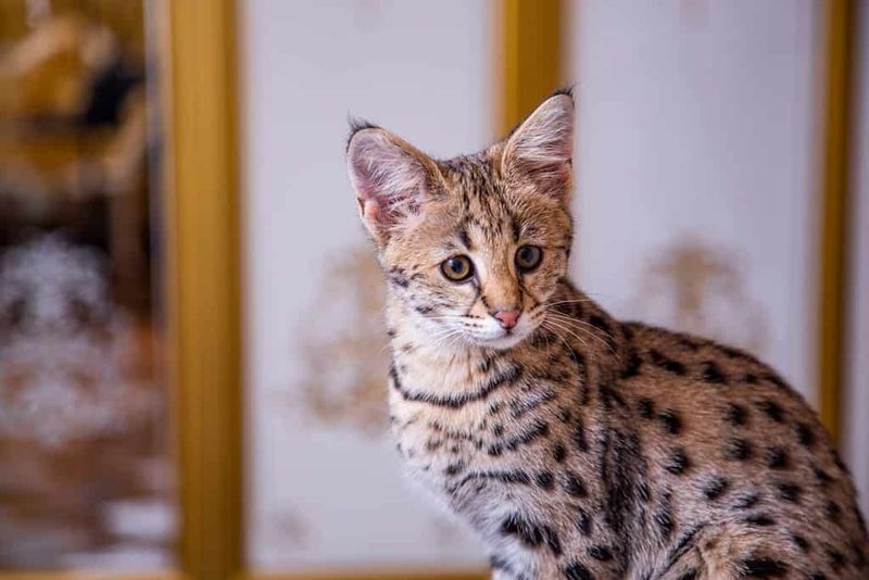 Serengeti: Spotted Sprinter