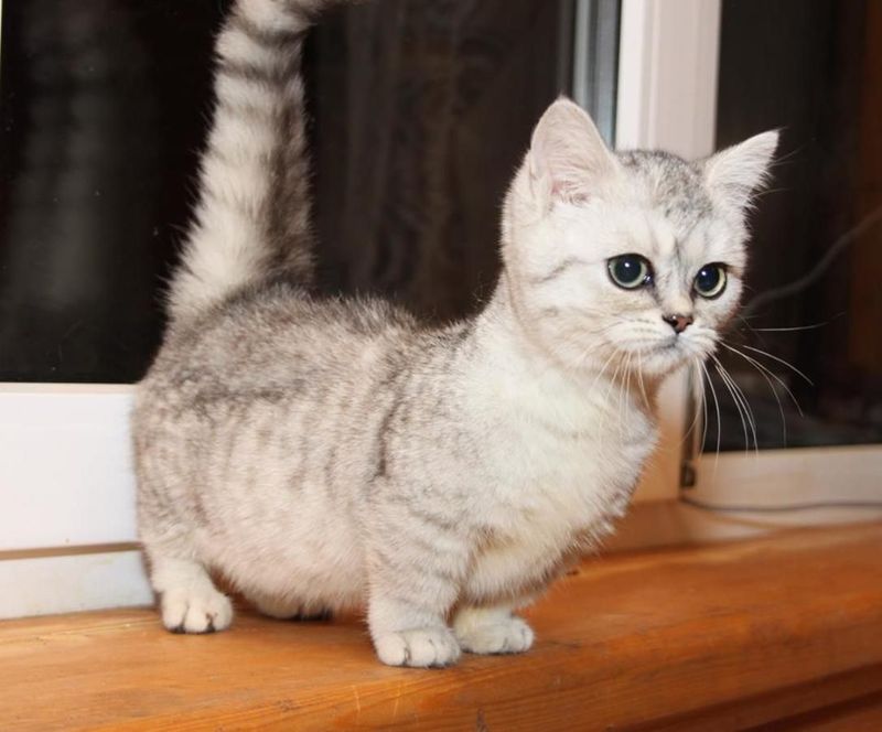 Scottish Fold + Munchkin = Scottish Munchkin