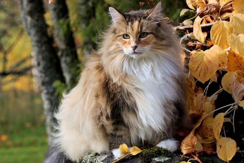 Norwegian Forest Cat - The Nordic Wanderer