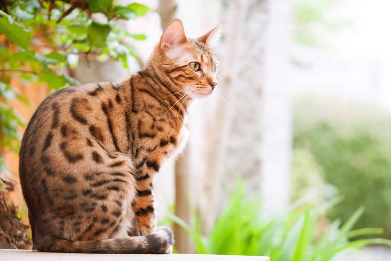 Bengal: The Athletic Genius