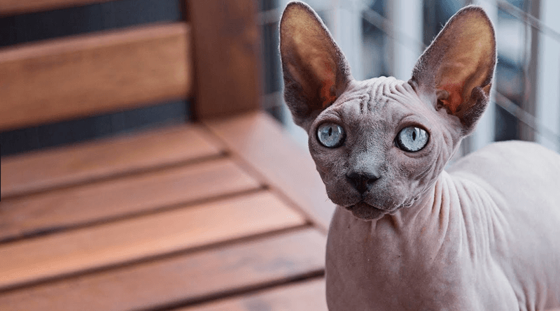 Sphynx: The Skin-To-Skin Therapist