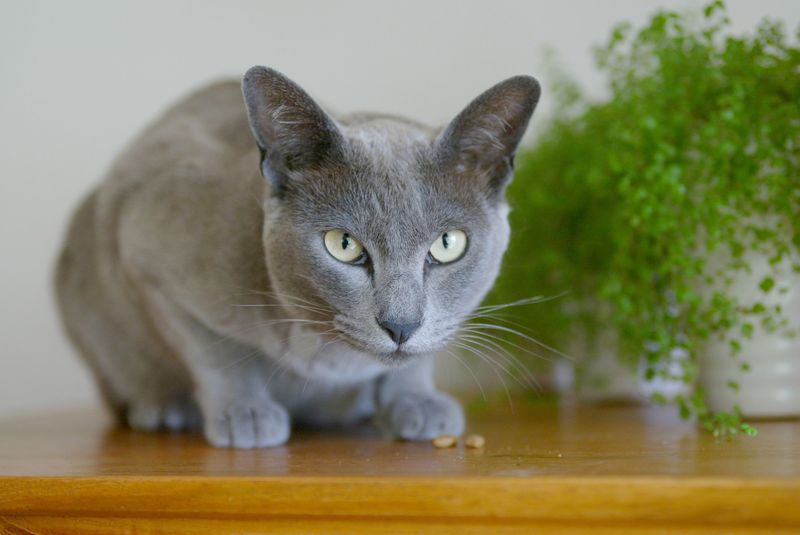 Burmese: The Velcro Cat Conspirator