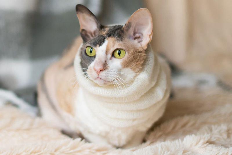 Cornish Rex: The Velvet Tornado