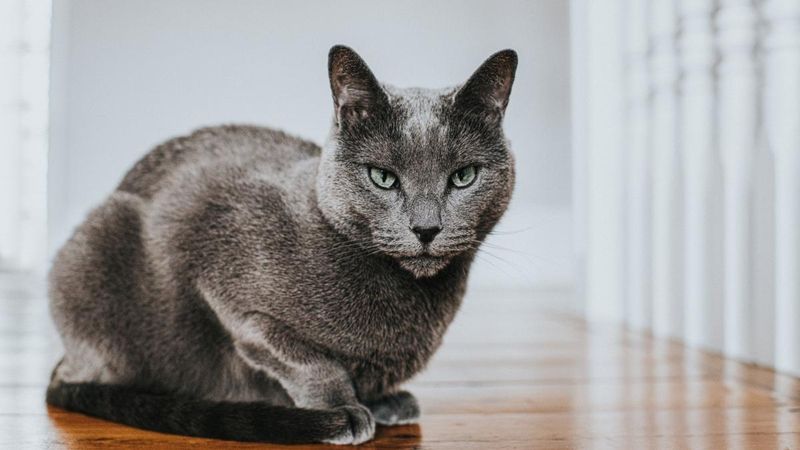 Russian Blue: Masters Of The Silent Treatment