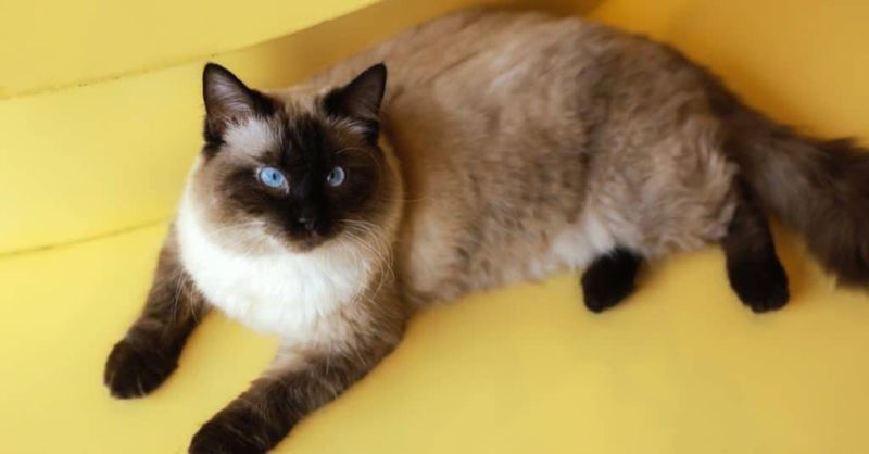 Birman