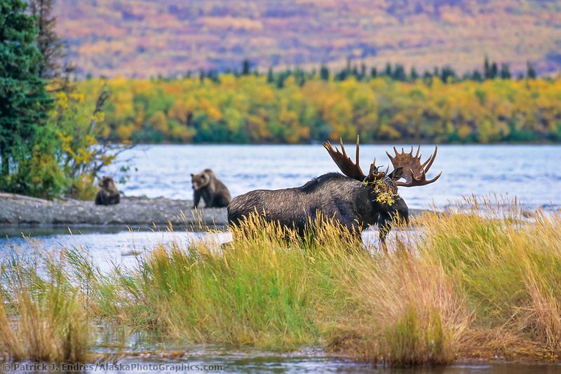Katmai National Park, Alaska