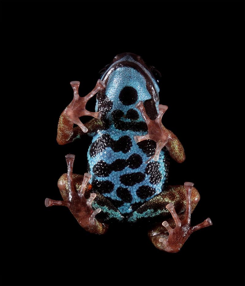 Conservation Status – Critically Endangered