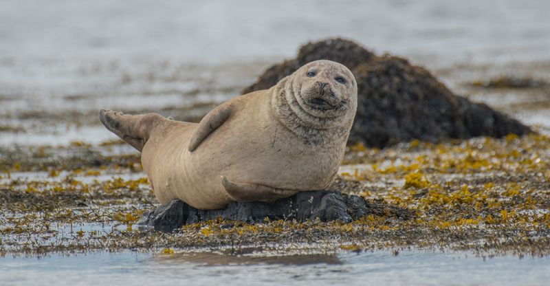 Sleeping Seal Sneak Attacks