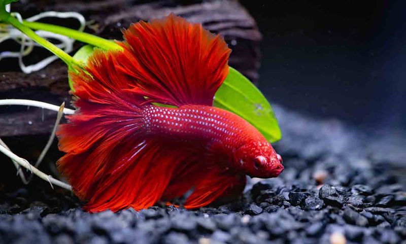 Understand Fish Behavior