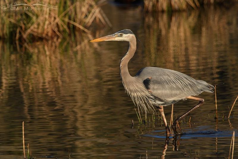 Marsh Stalkers: Great Blue Herons