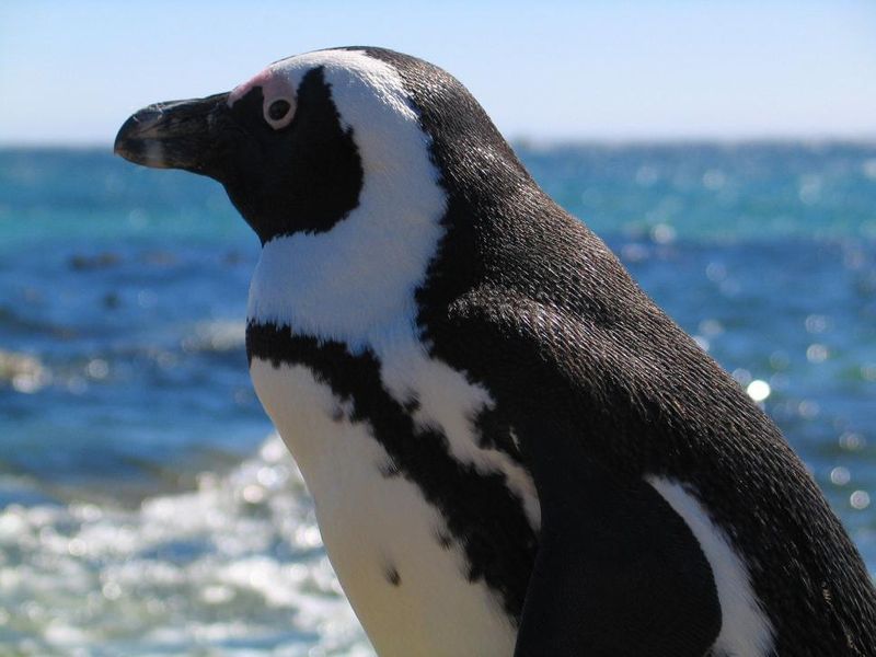 Tuxedo-Clad Penguins