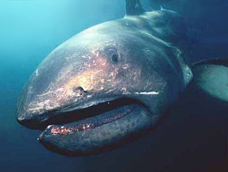 The Elusive Megamouth