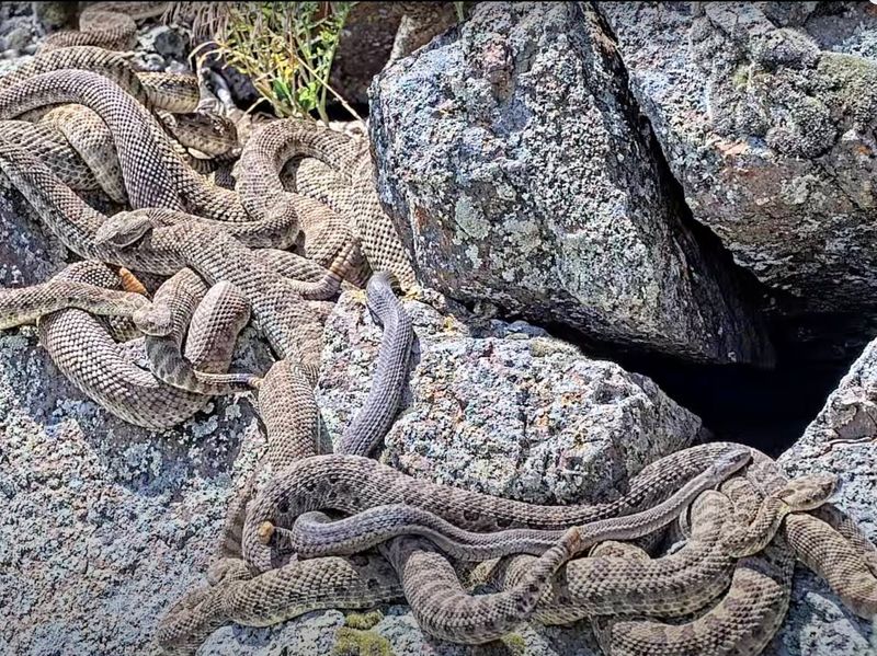 Hibernate In Groups During Winter