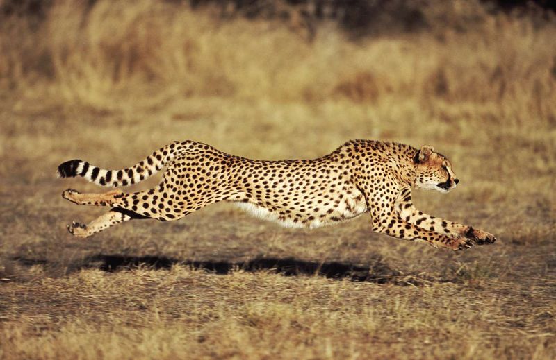 Agility And Speed