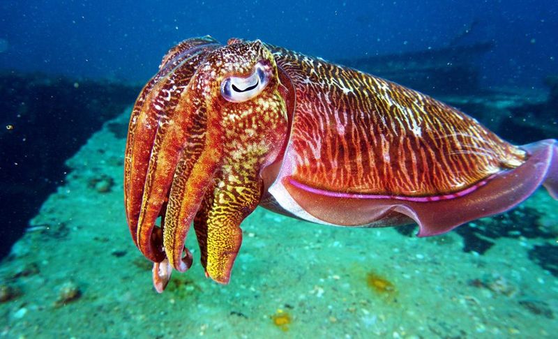 Calculating Cuttlefish