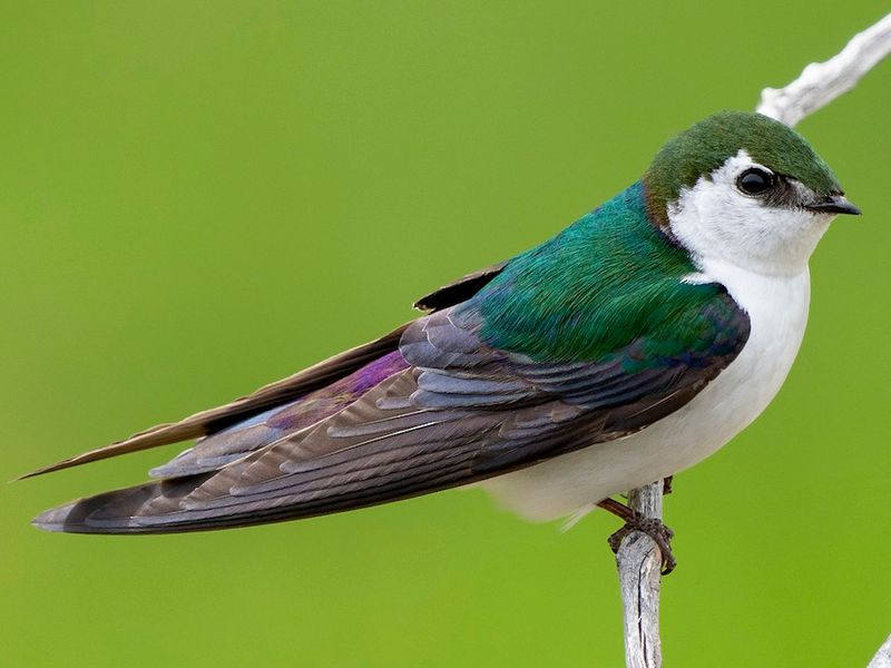 Versatile Violet-Green Swallows