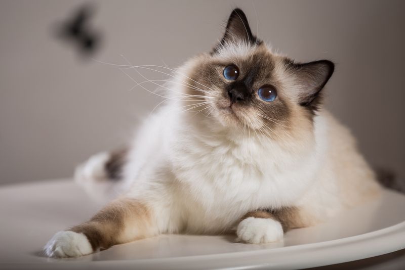 Birman Cat Shows