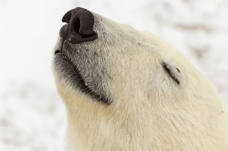 Enhanced Sense Of Smell